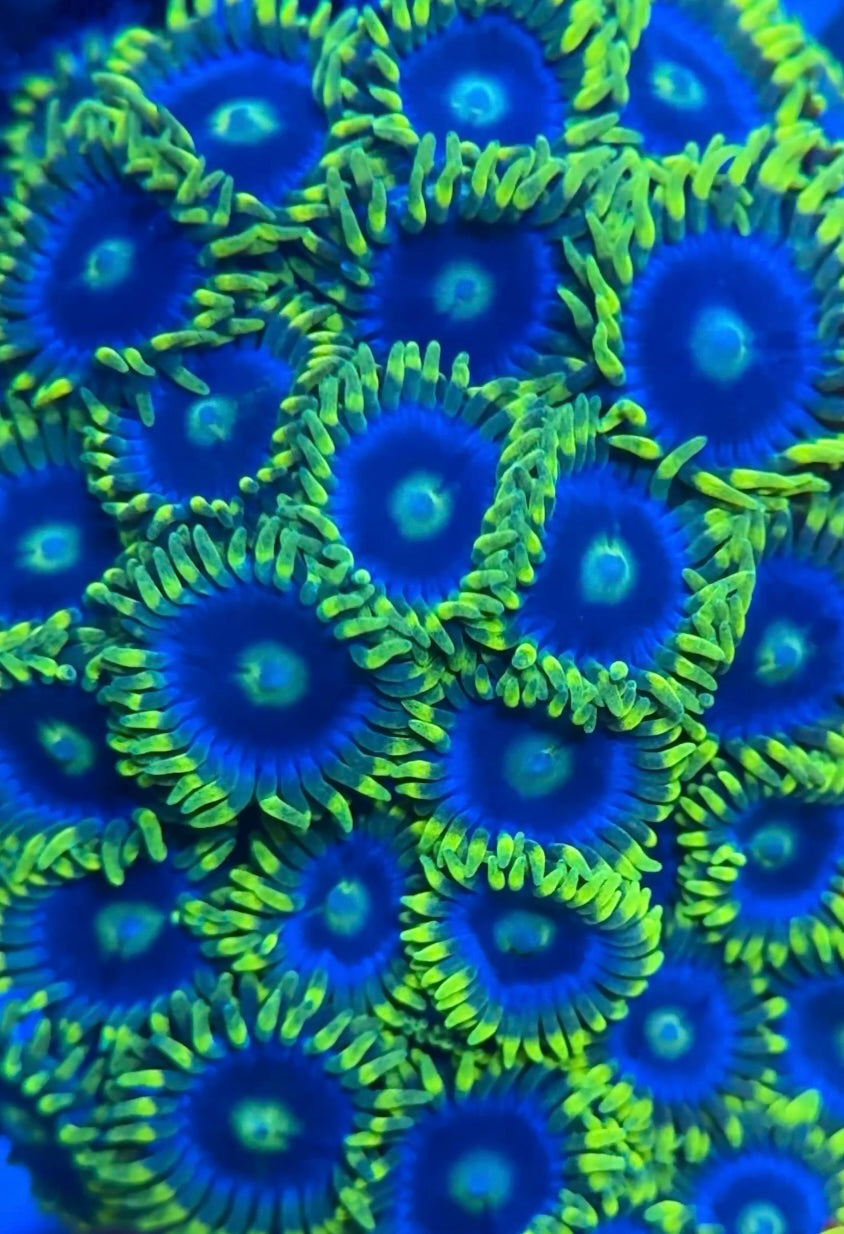 Blue Steel Zoanthid Frag