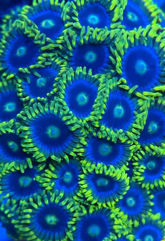 Blue Steel Zoanthid Frag