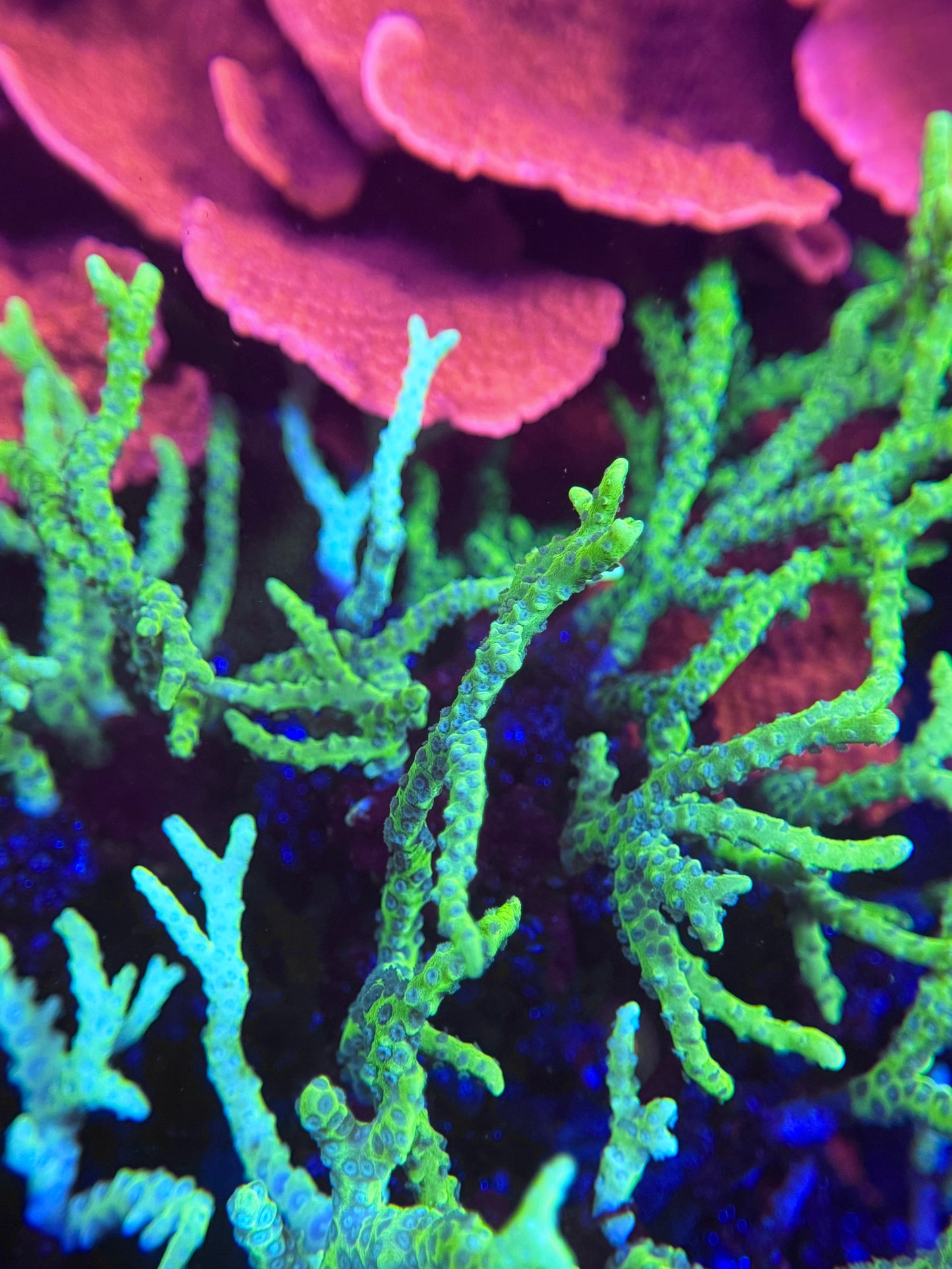 Branching Montipora Spongodes