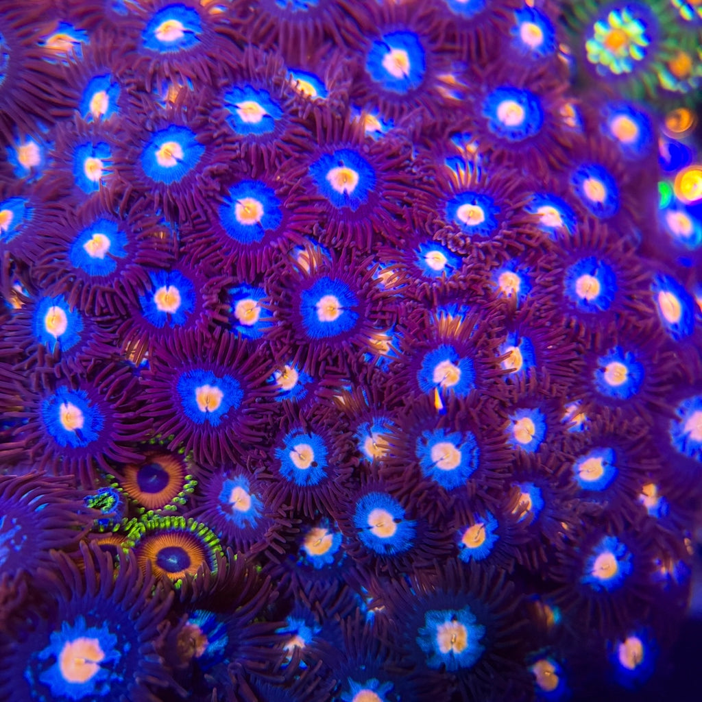 Glowpop Zoa