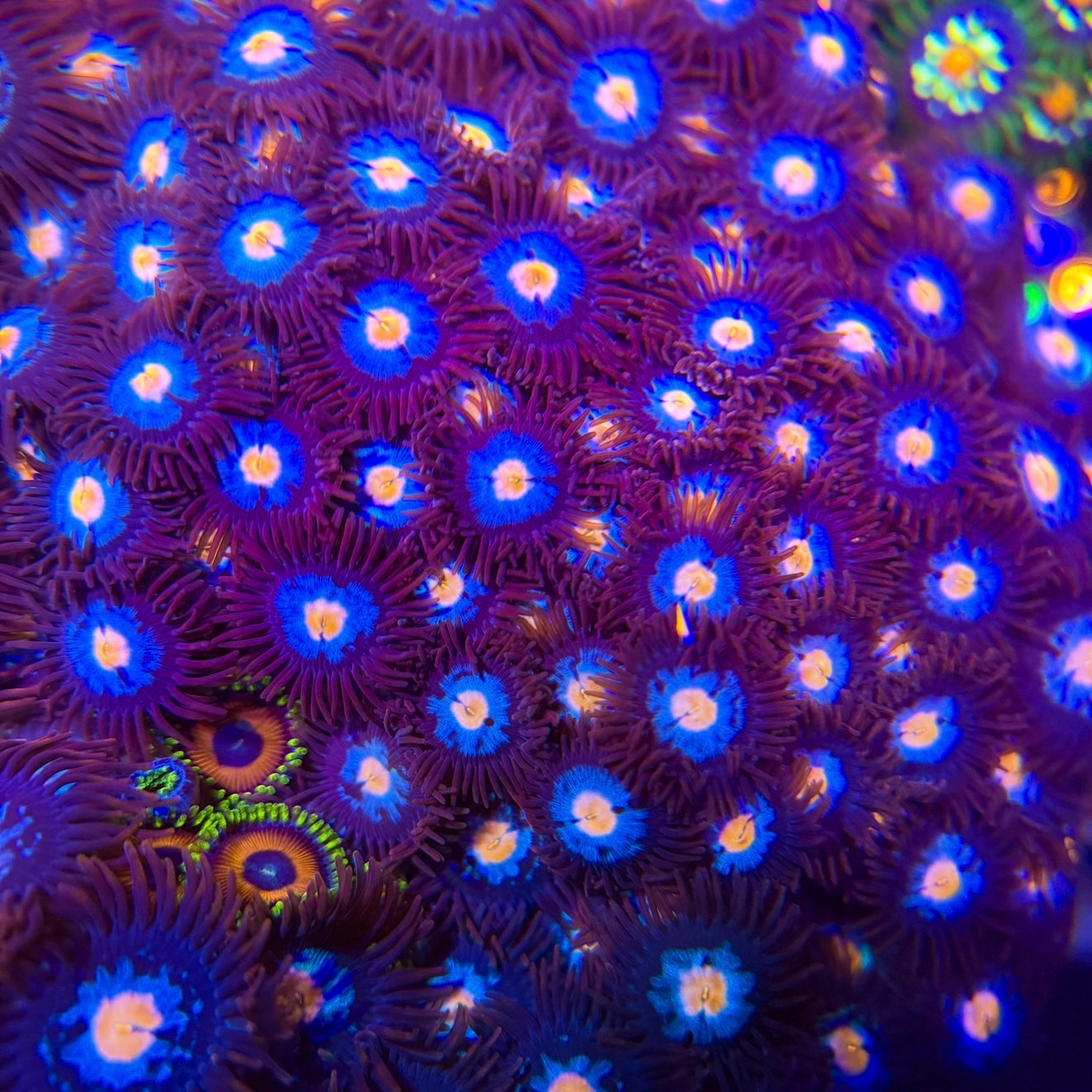 Glowpop Zoa