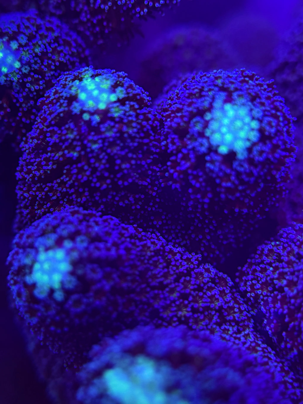 Milka Purple Stylophora