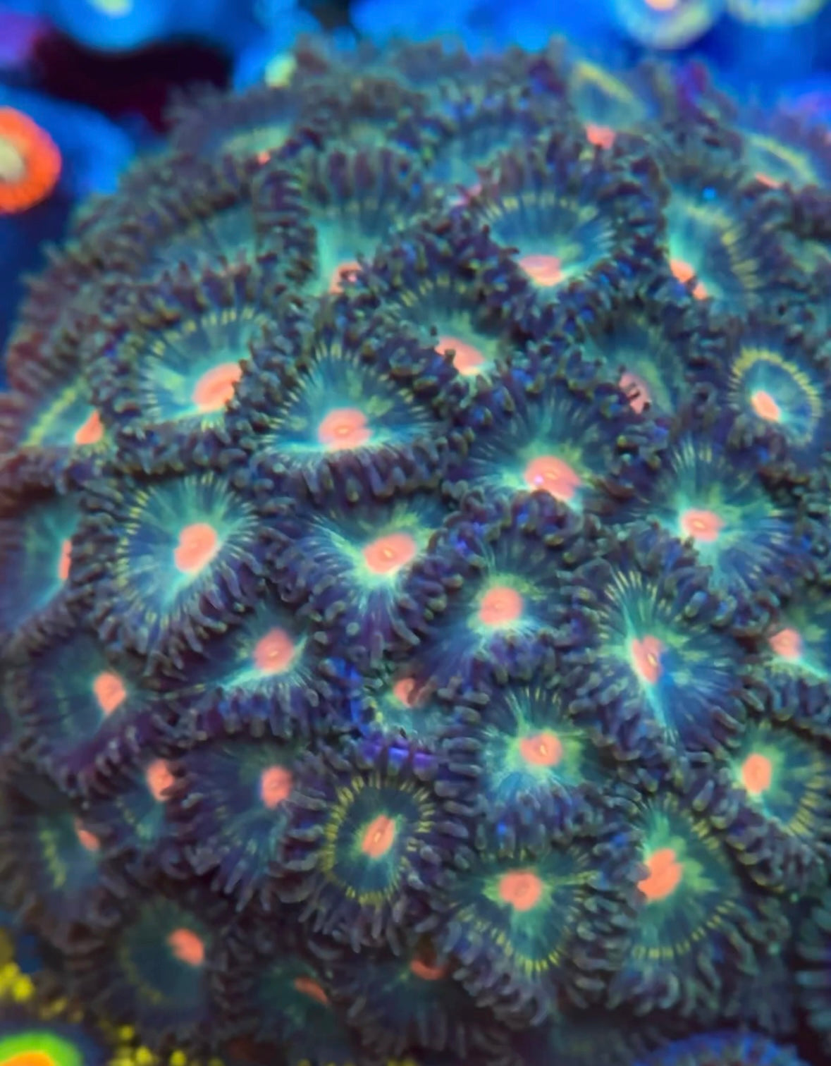 Blowpop Zoanthid Frag