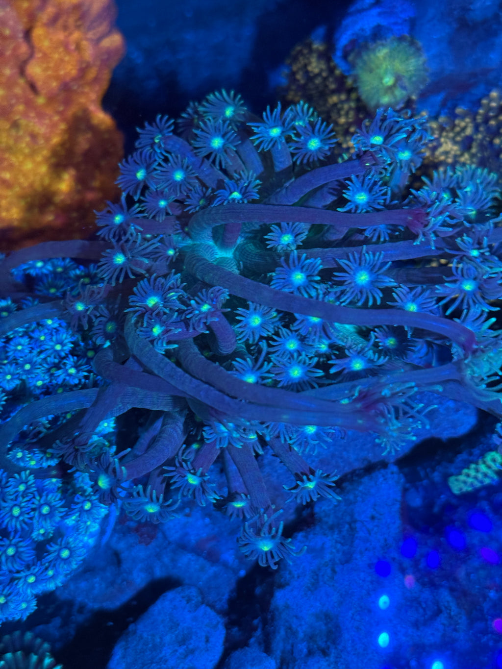 Goniopora sp.