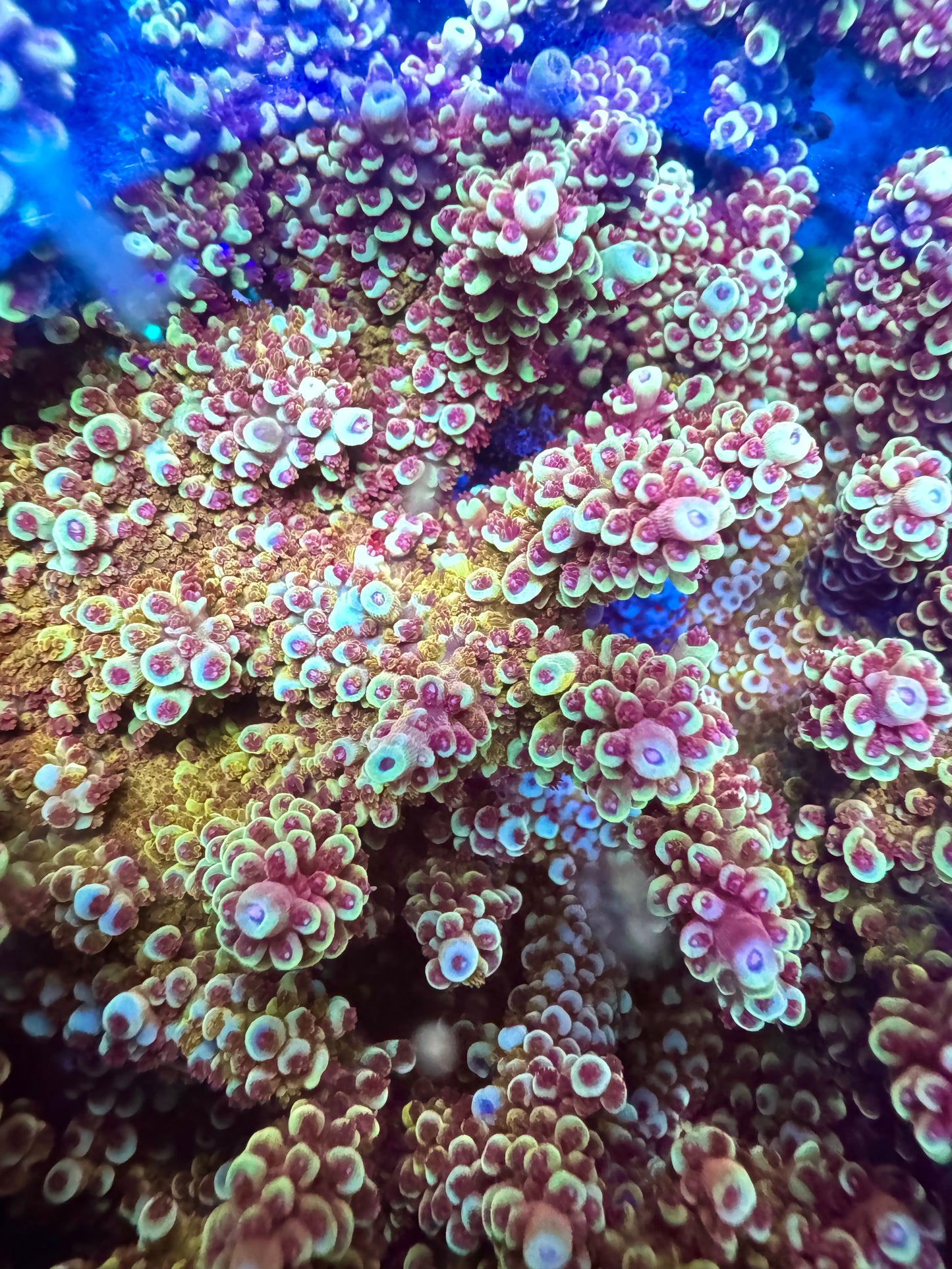 Pink Cadillac Acropora