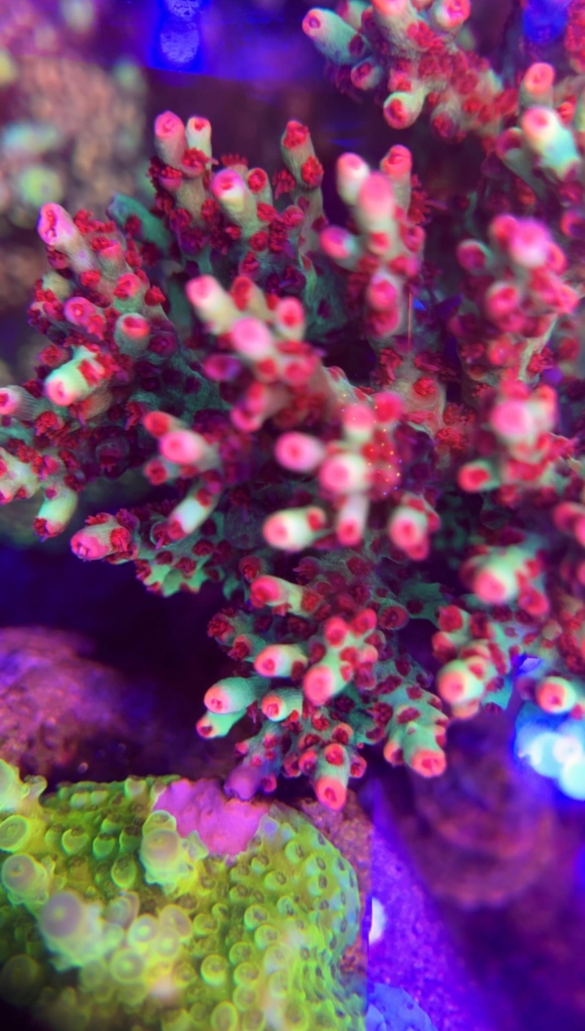 WYSIWYG Strawberry Shortcake Acropora