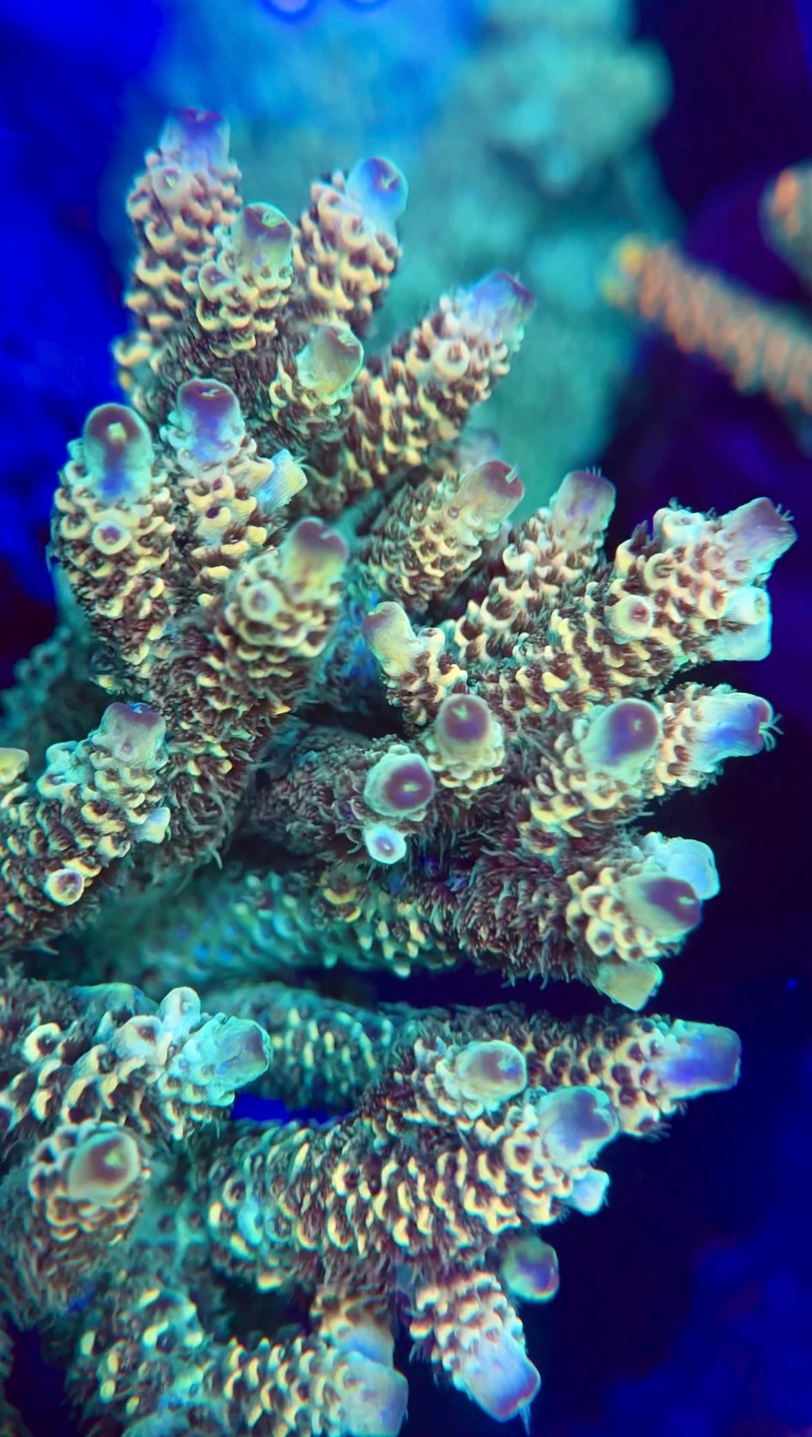 WYSIWYG SR Maximus Acropora