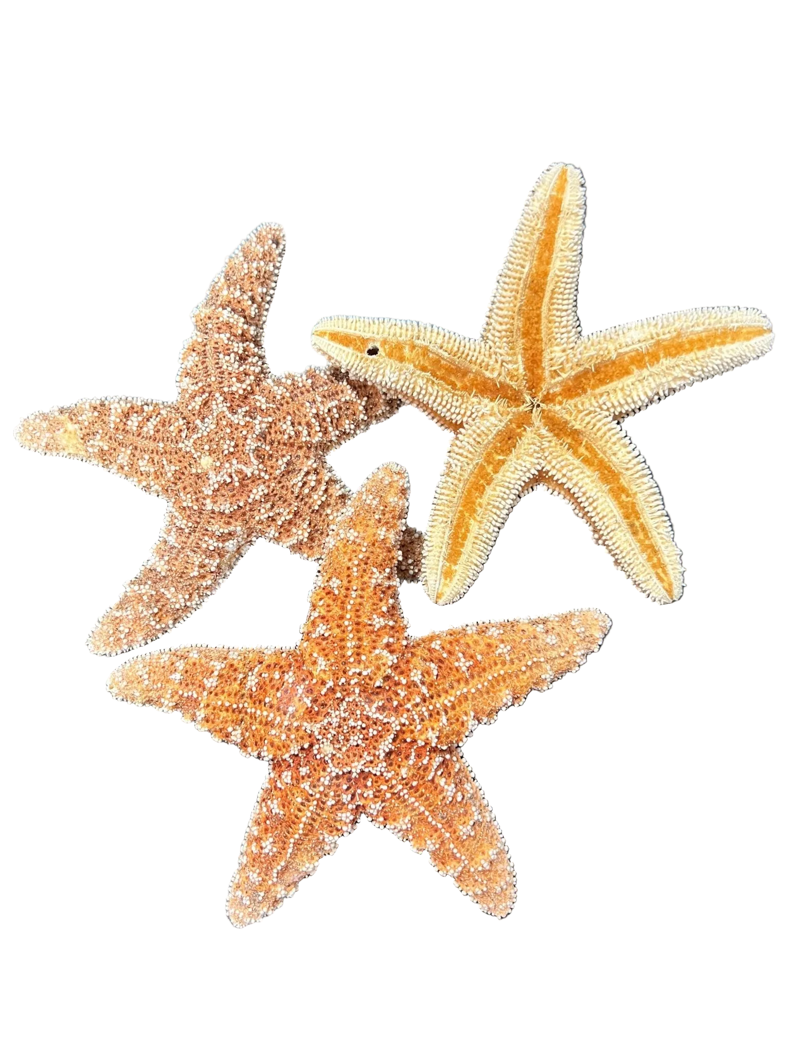 Dried Sugar Starfish asterias rubens
