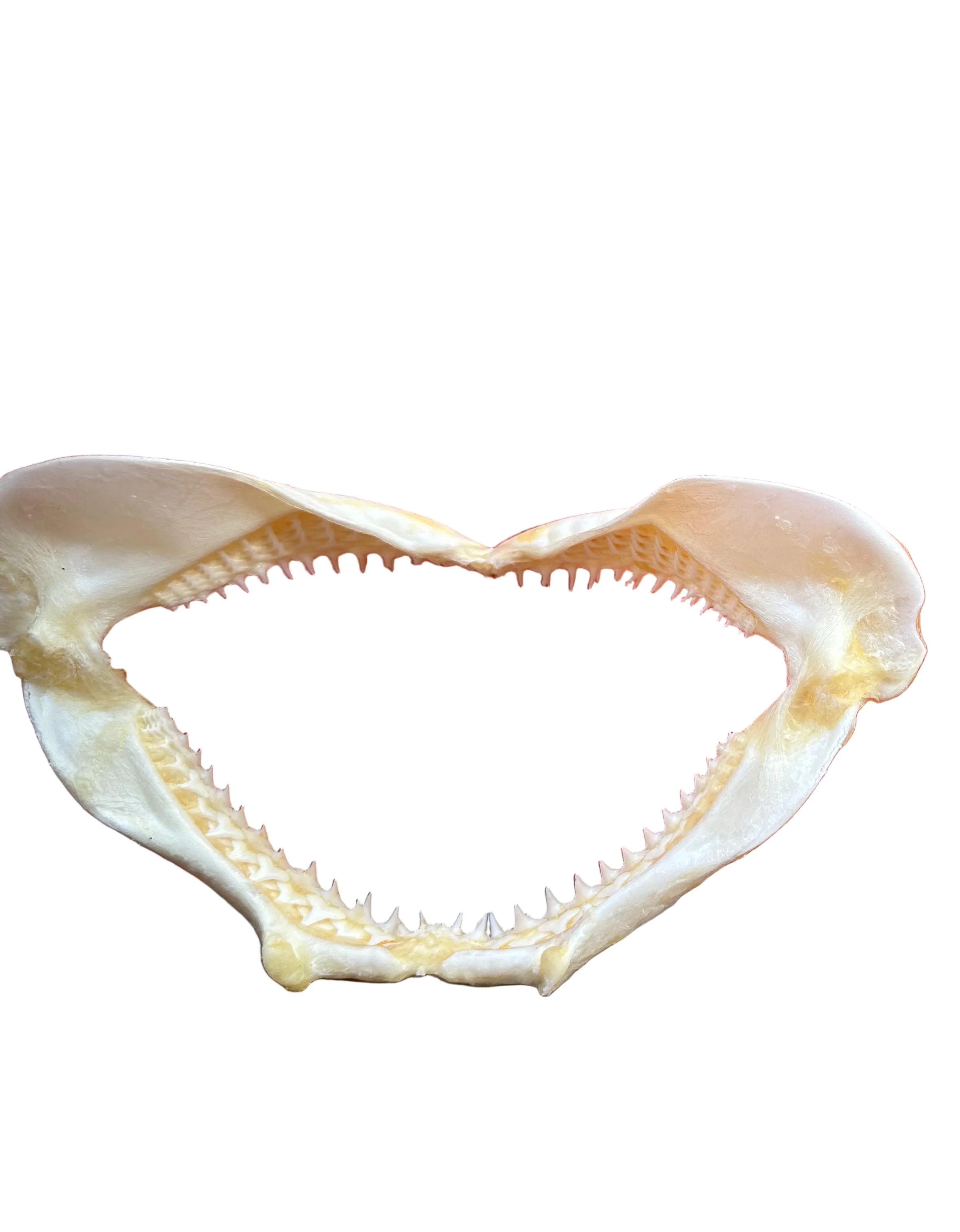 Shark Jaws for Display or Shadow Box Fossil