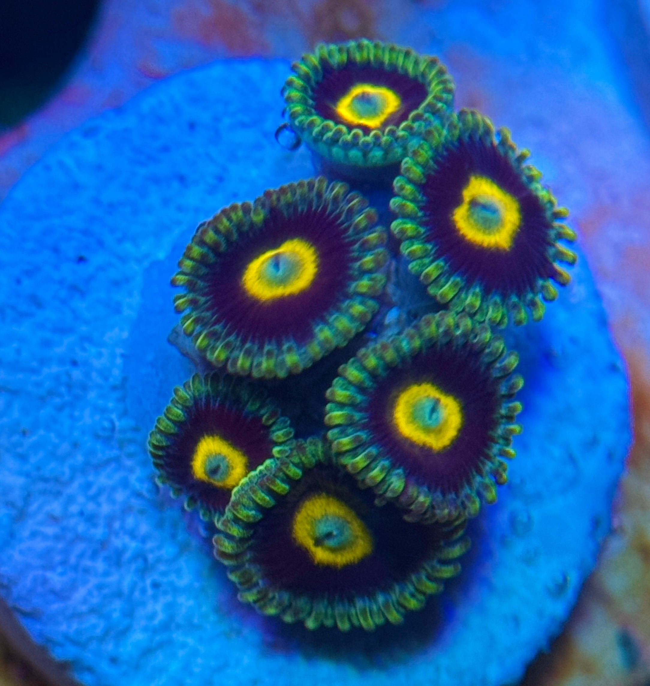 Green Hornet Zoa