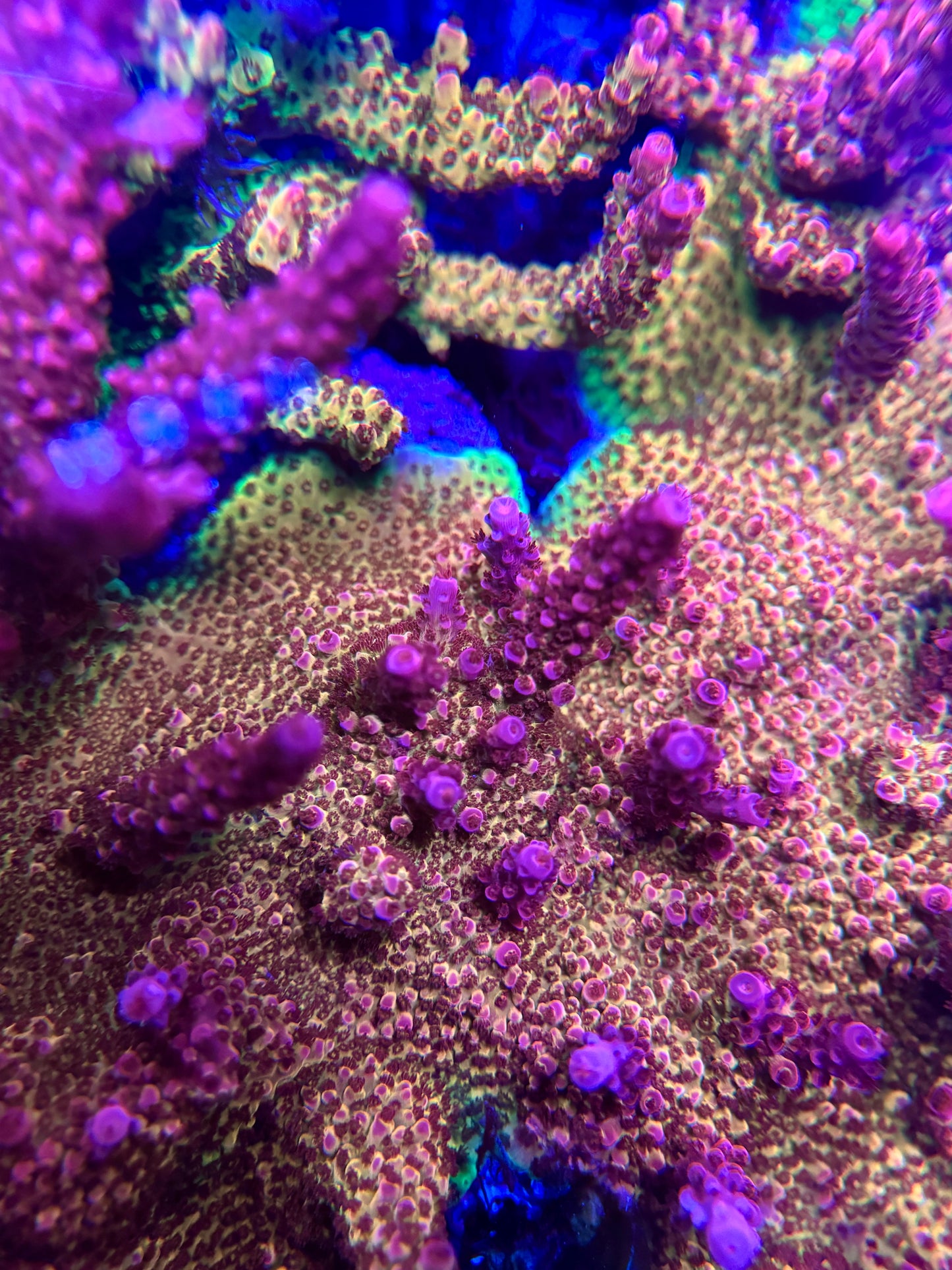 PC Rainbow Acropora