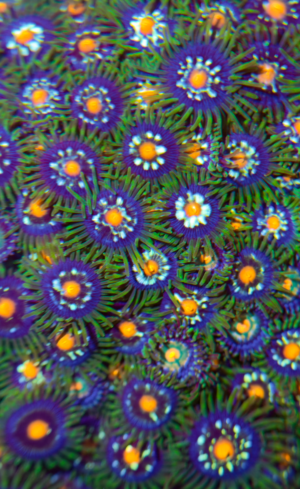 Stargazer Daisycutter Zoa