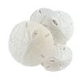 White Sand Dollar (Echinarachnius parma)