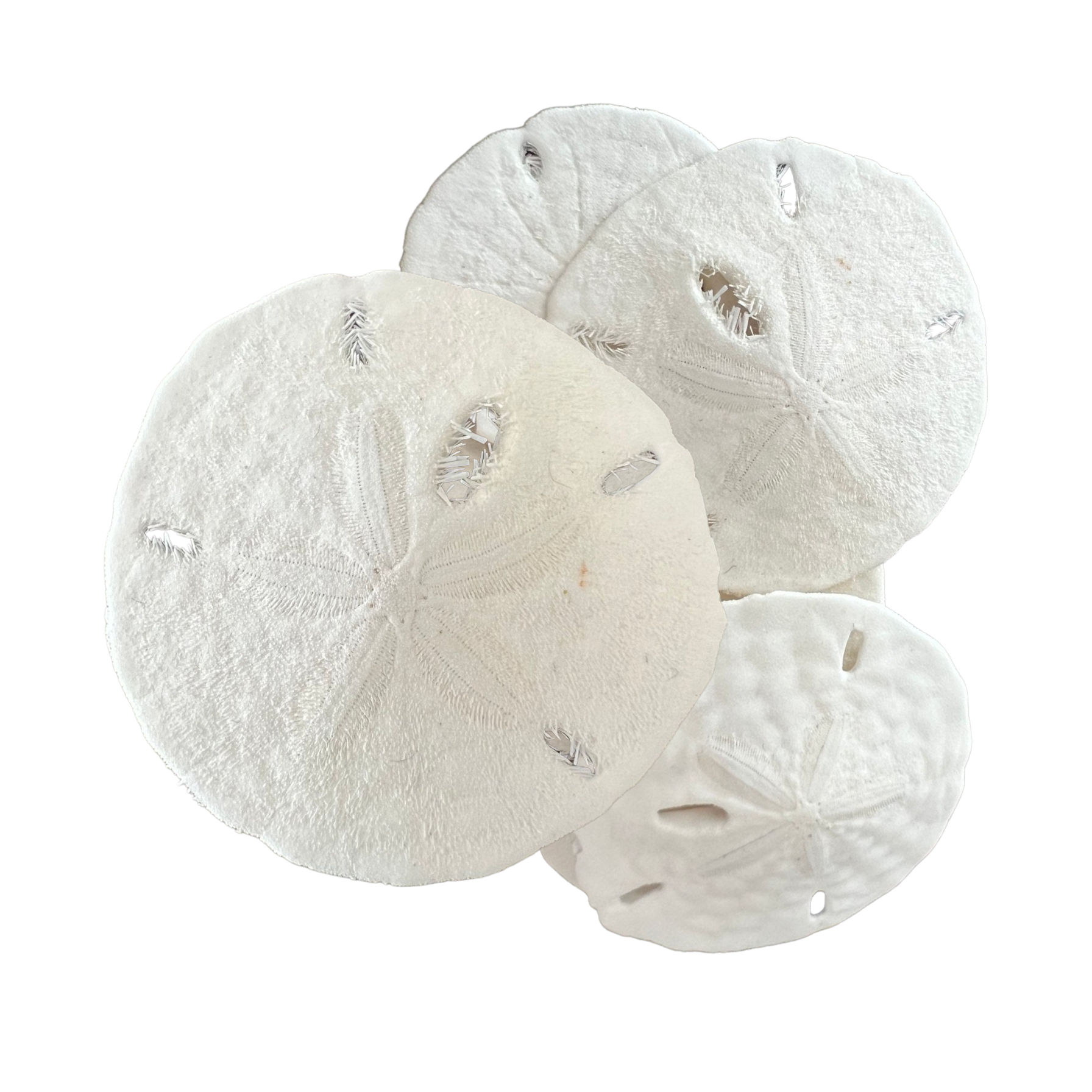 White Sand Dollar (Echinarachnius parma)