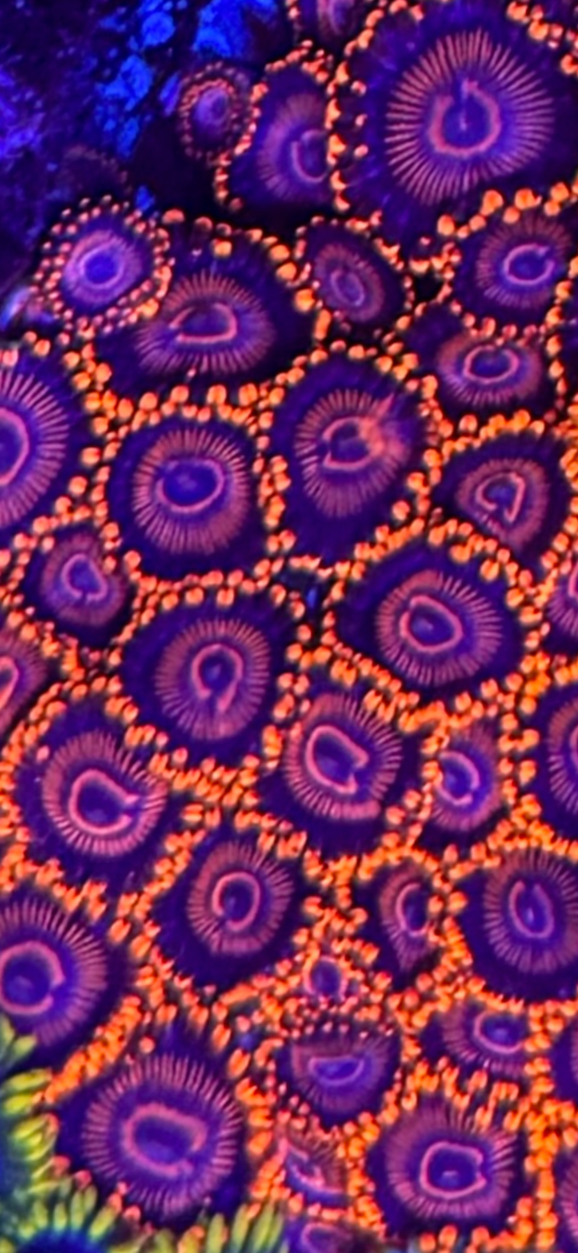 Twizzler Zoa Frag