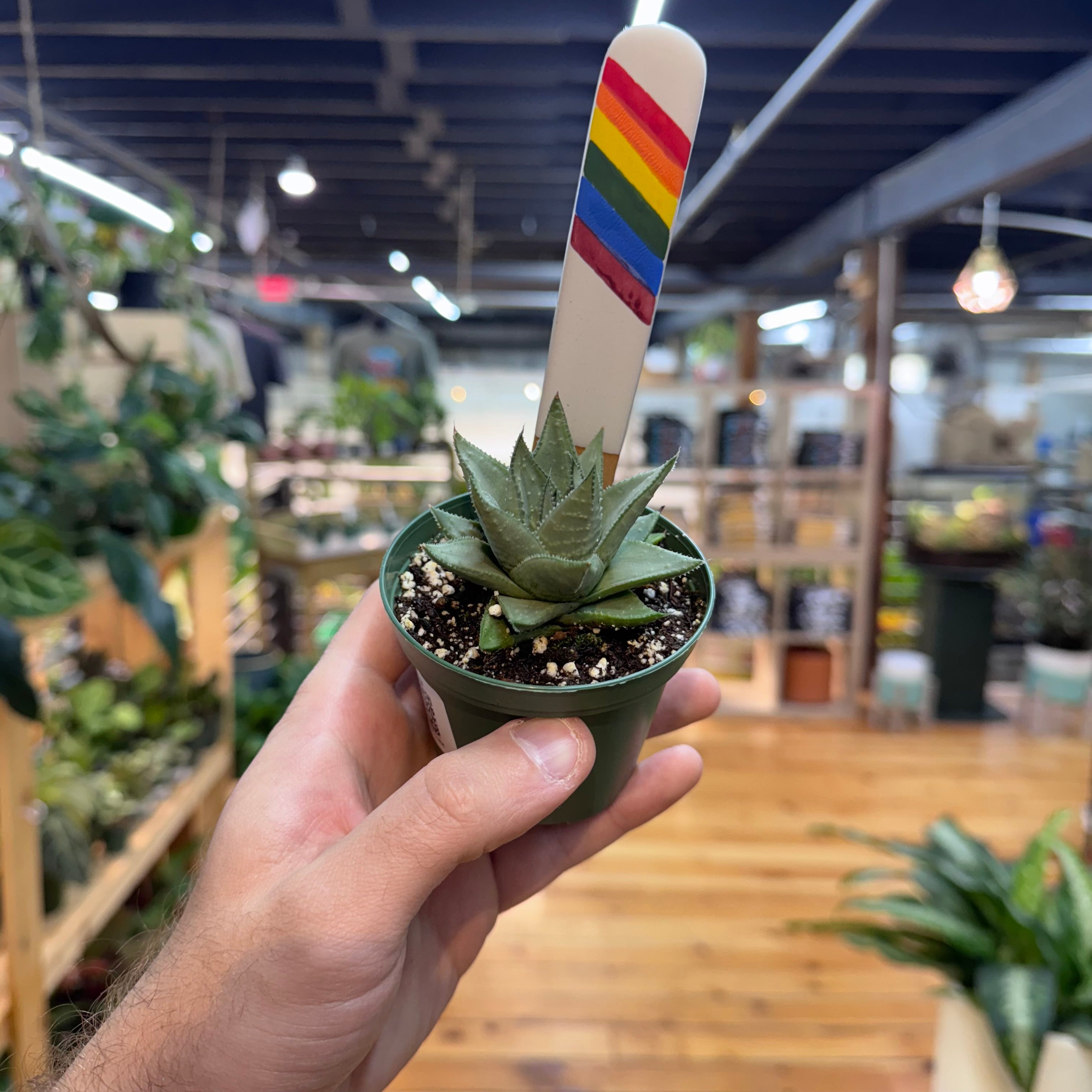 Gasteraloe 'Kabela'