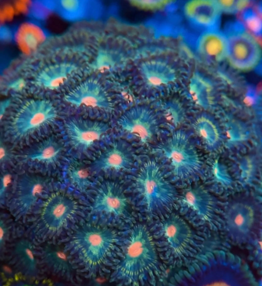 Blowpop Zoanthid Frag