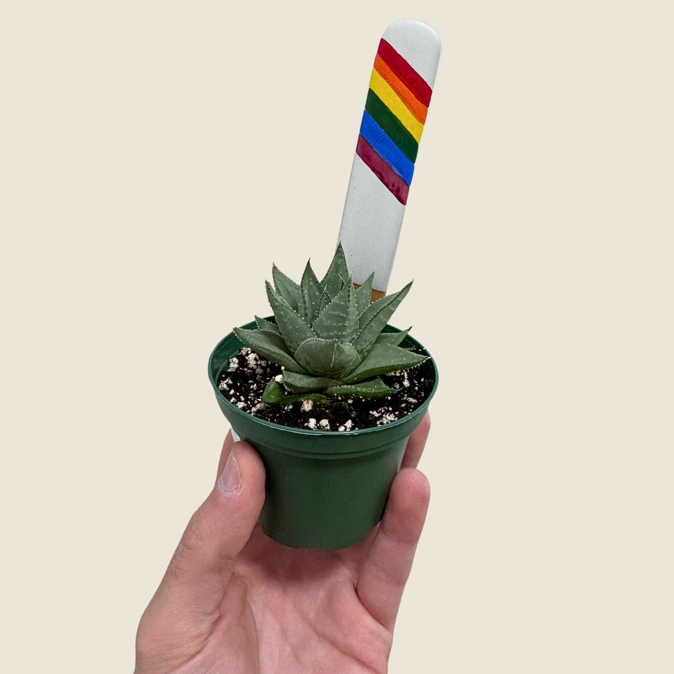Gasteraloe 'Kabela'