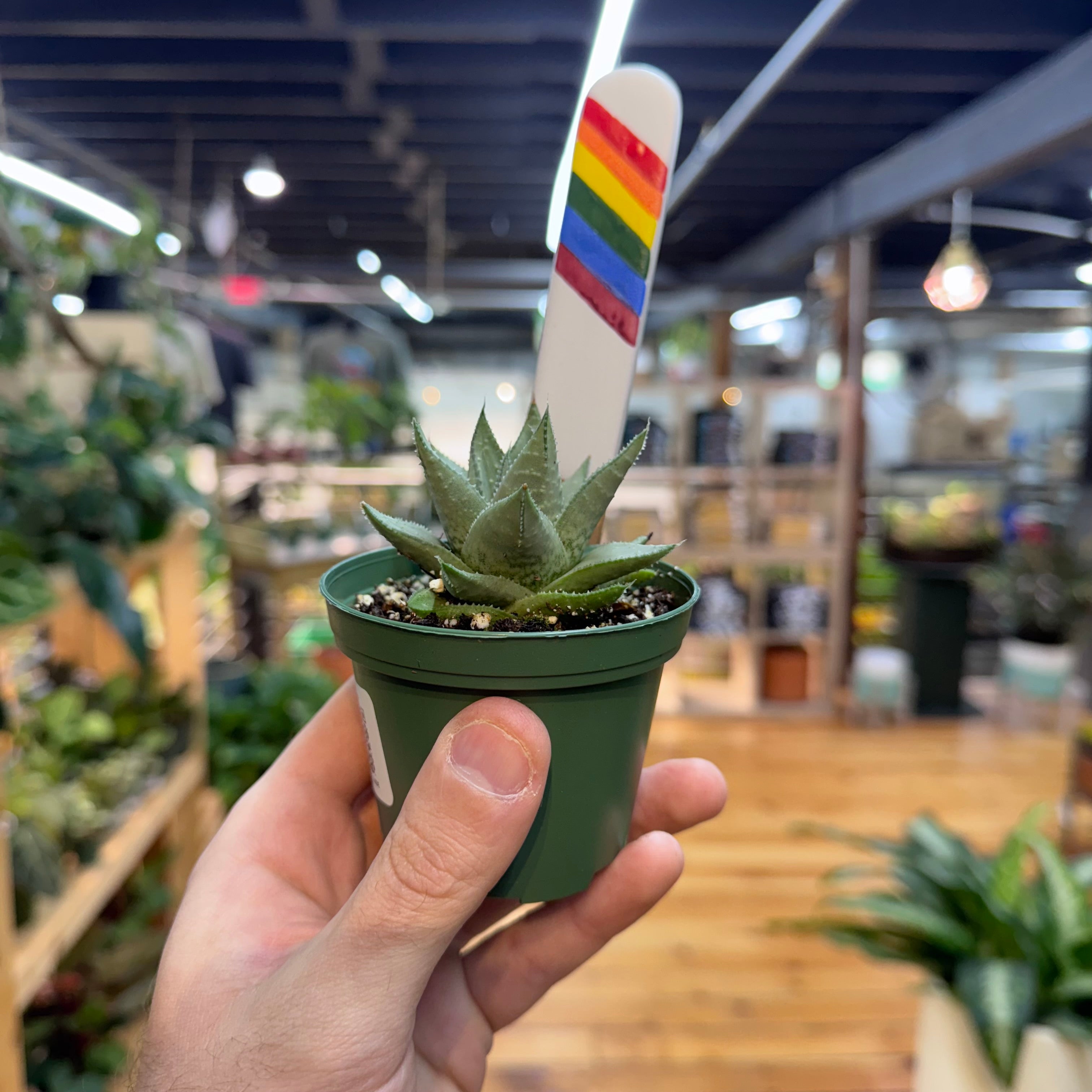 Gasteraloe 'Kabela'