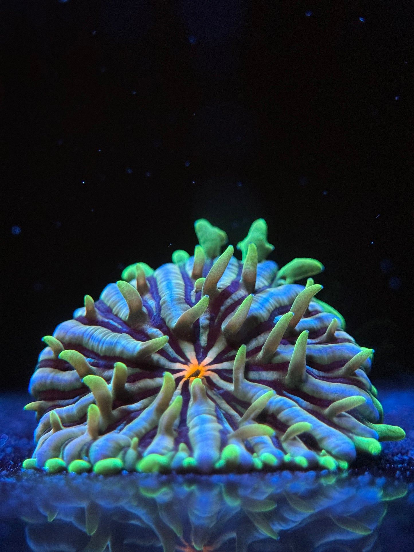 Cosmic Branching Plate Coral