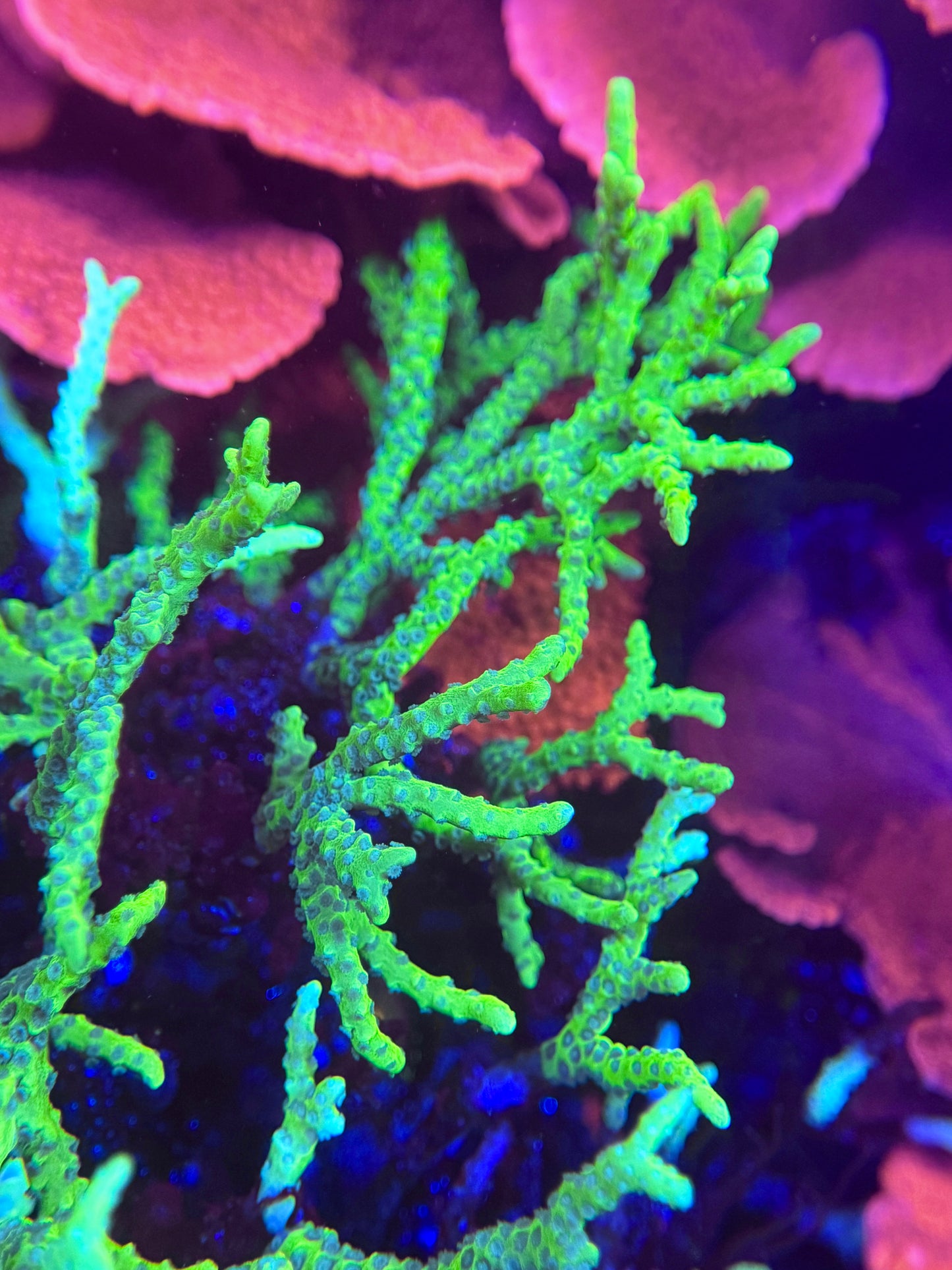 Branching Montipora Spongodes