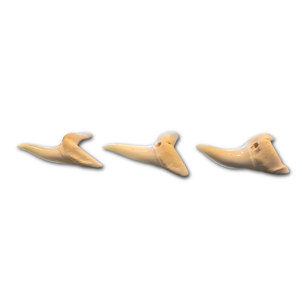 Drilled Mako Shark Tooth