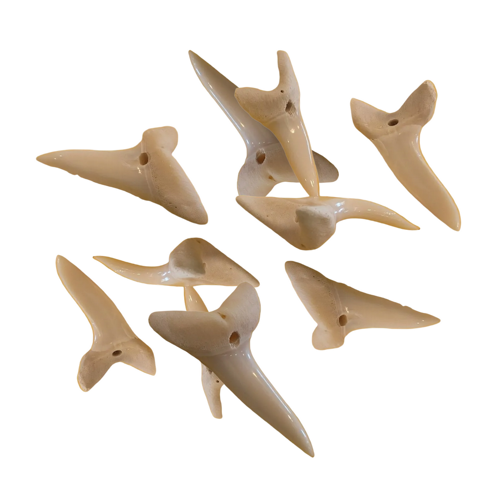 Drilled Mako Shark Tooth