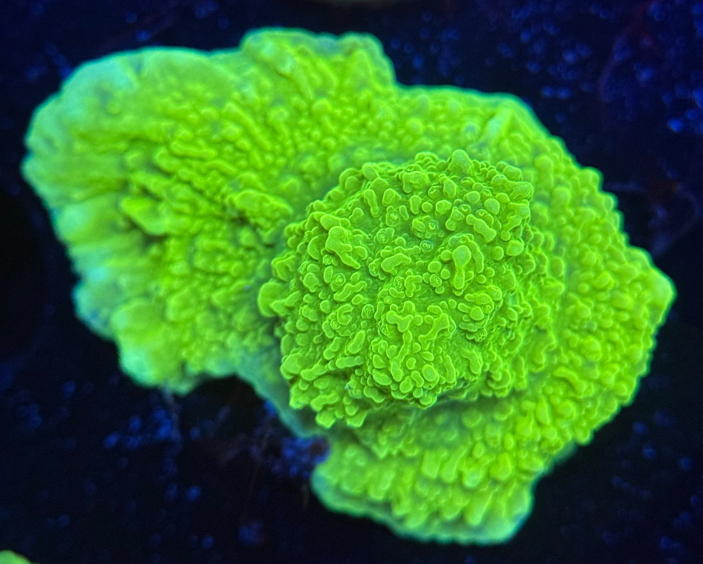 WYSIWYG Neon Green Montipora