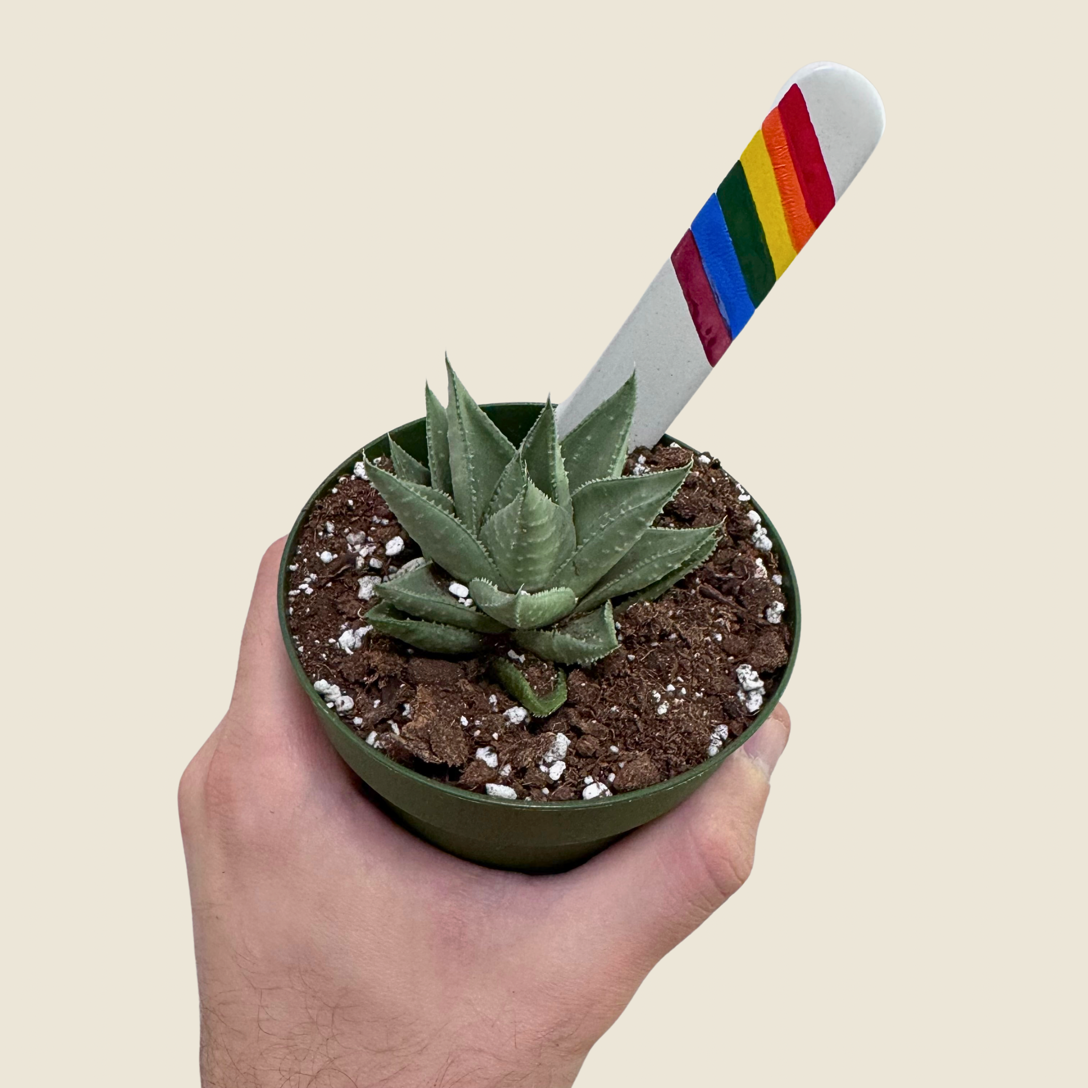 Gasteraloe 'Kabela'