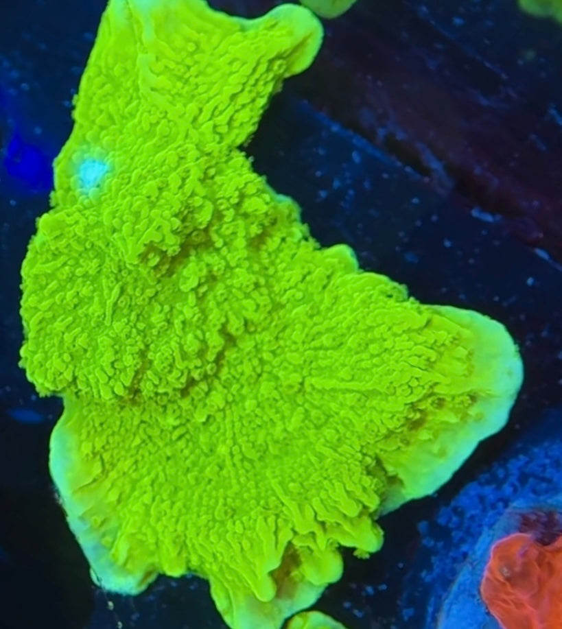 WYSIWYG Neon Green Montipora