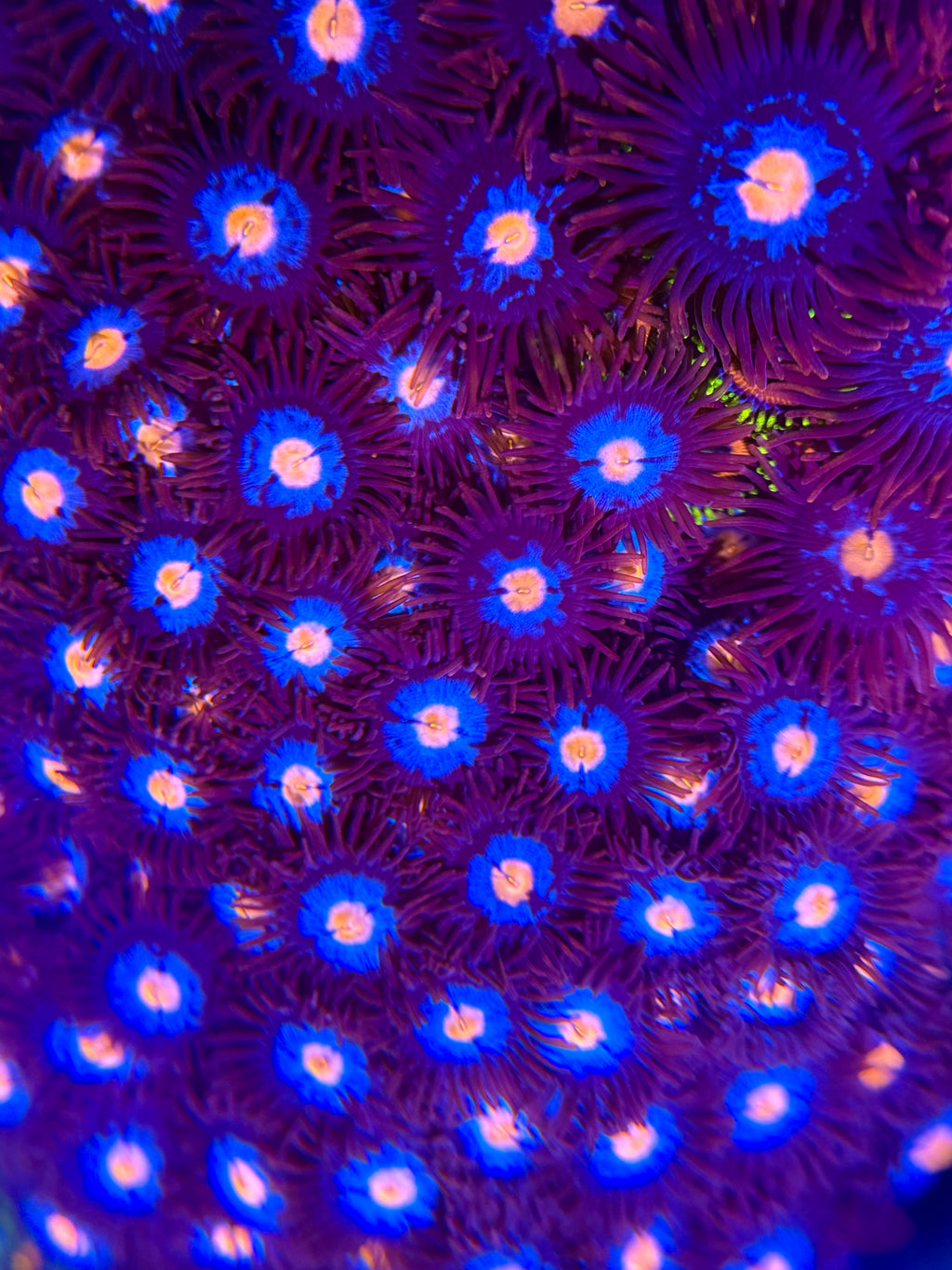 Glowpop Zoa