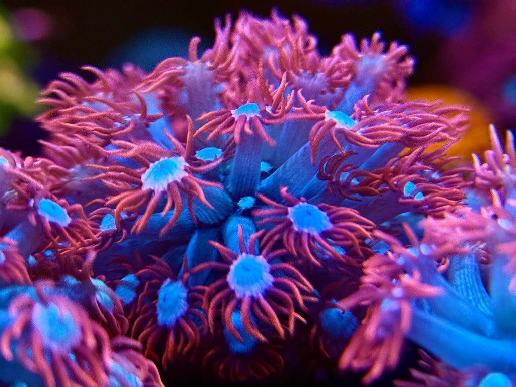 Bubblegum Pink Alveopora