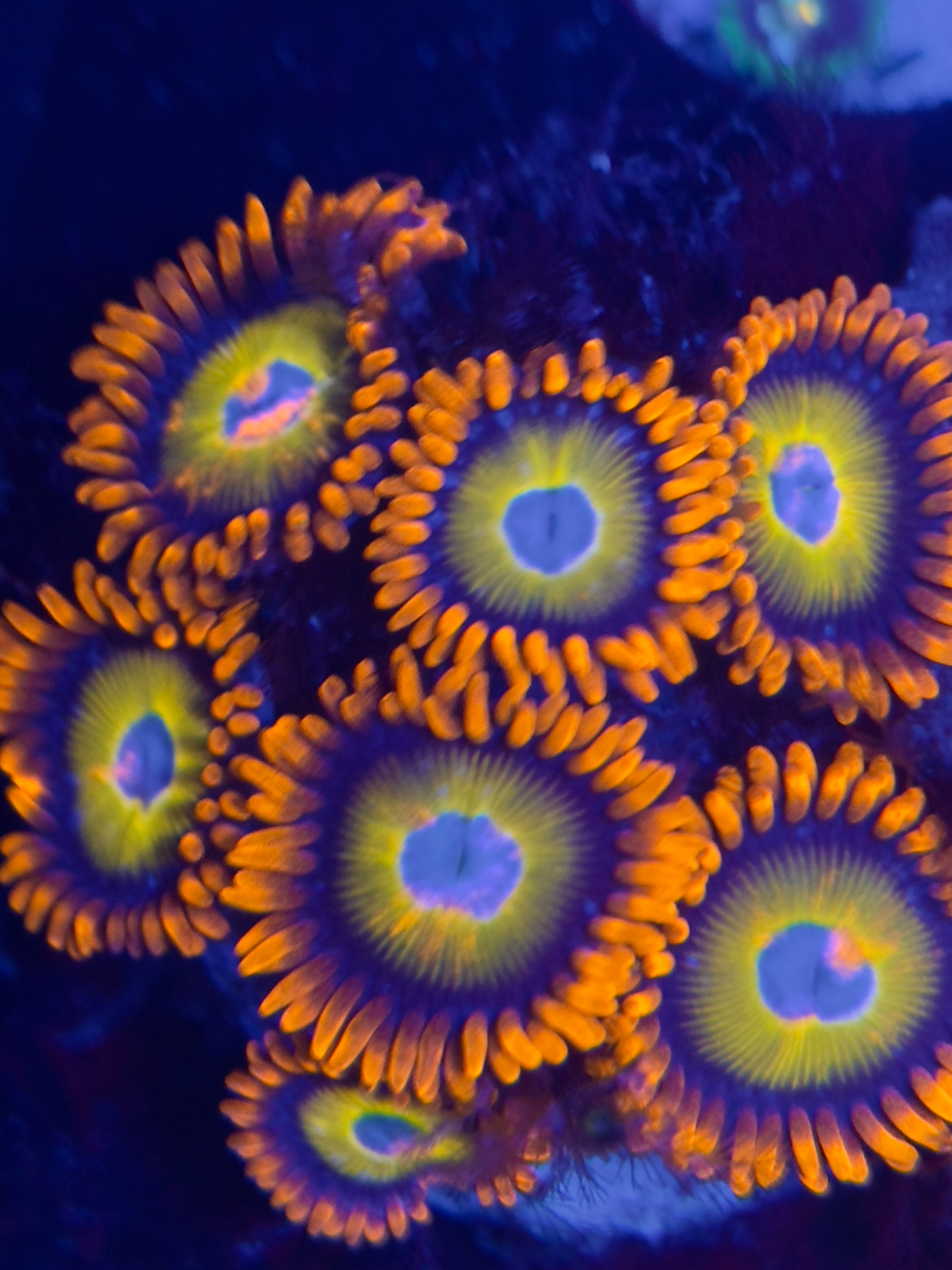 Blue Eyed Blonde Zoa