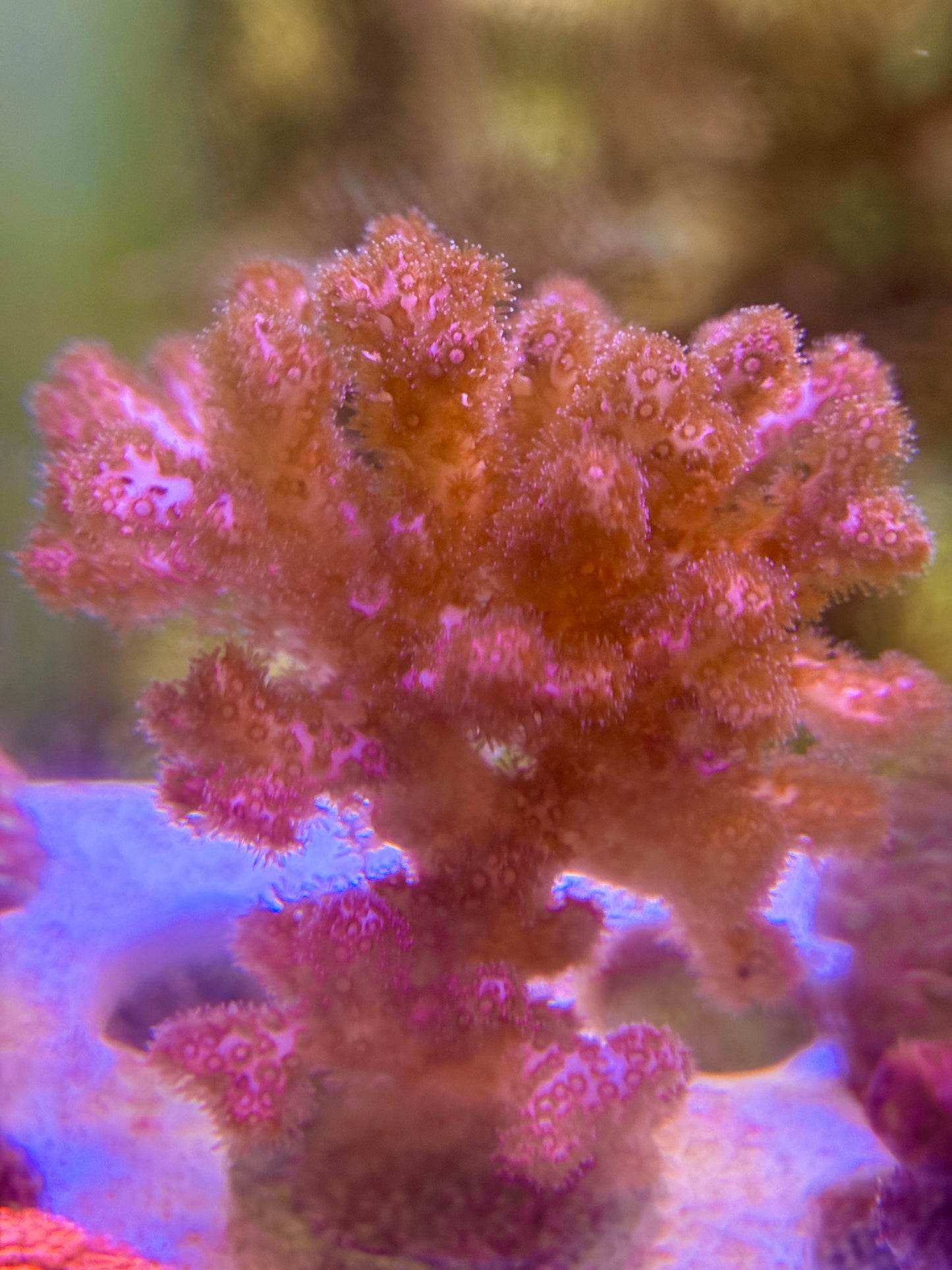 Pink Pocillopora