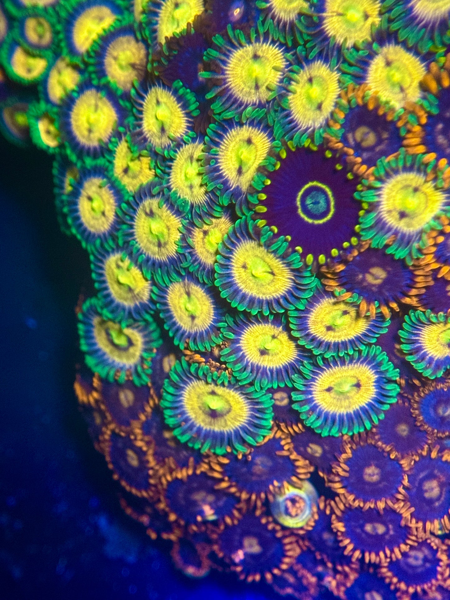 Laser Lemon Zoa Frag