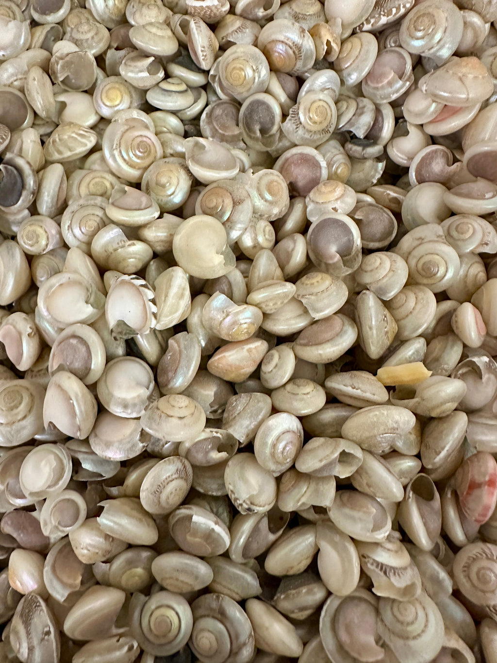 Pearl Umbonium Button Snail Shells
