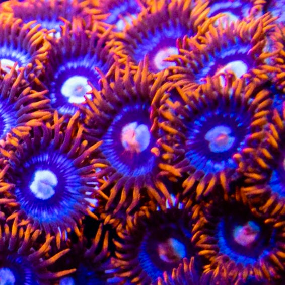 Fire and Ice Zoa Frag