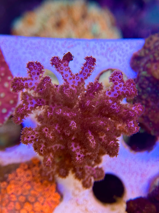 Pink Pocillopora