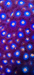 Glowpop Zoa