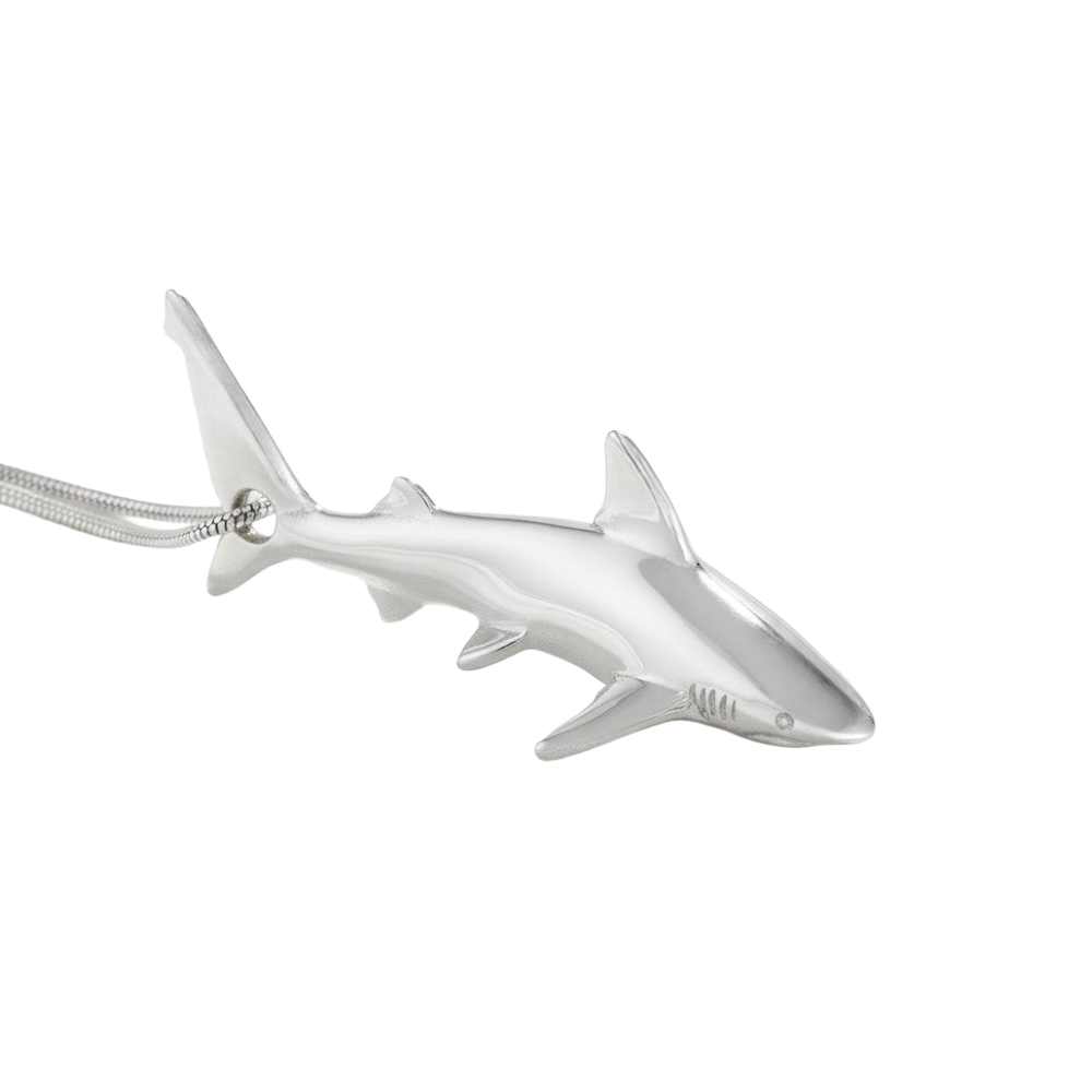 Grey Reef Shark