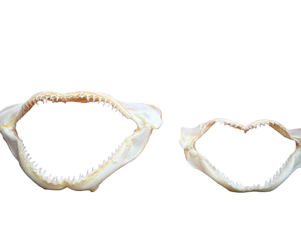 Shark Jaws Real Taxidermy