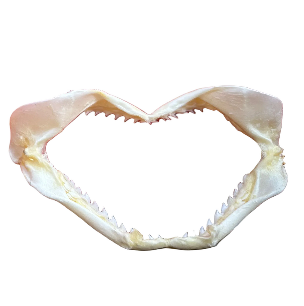 Shark Jaws Real Taxidermy