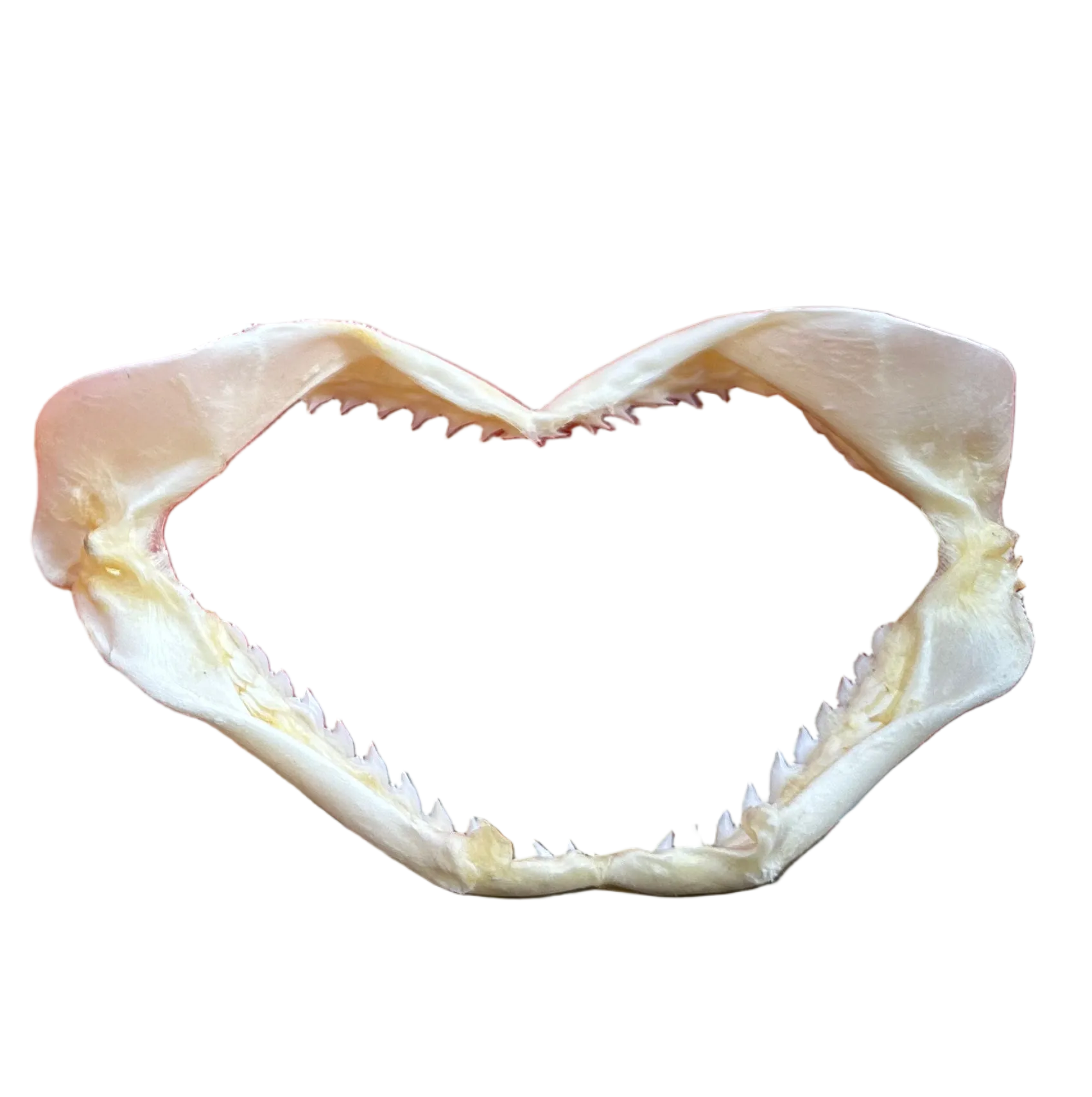 Shark Jaws Real Taxidermy