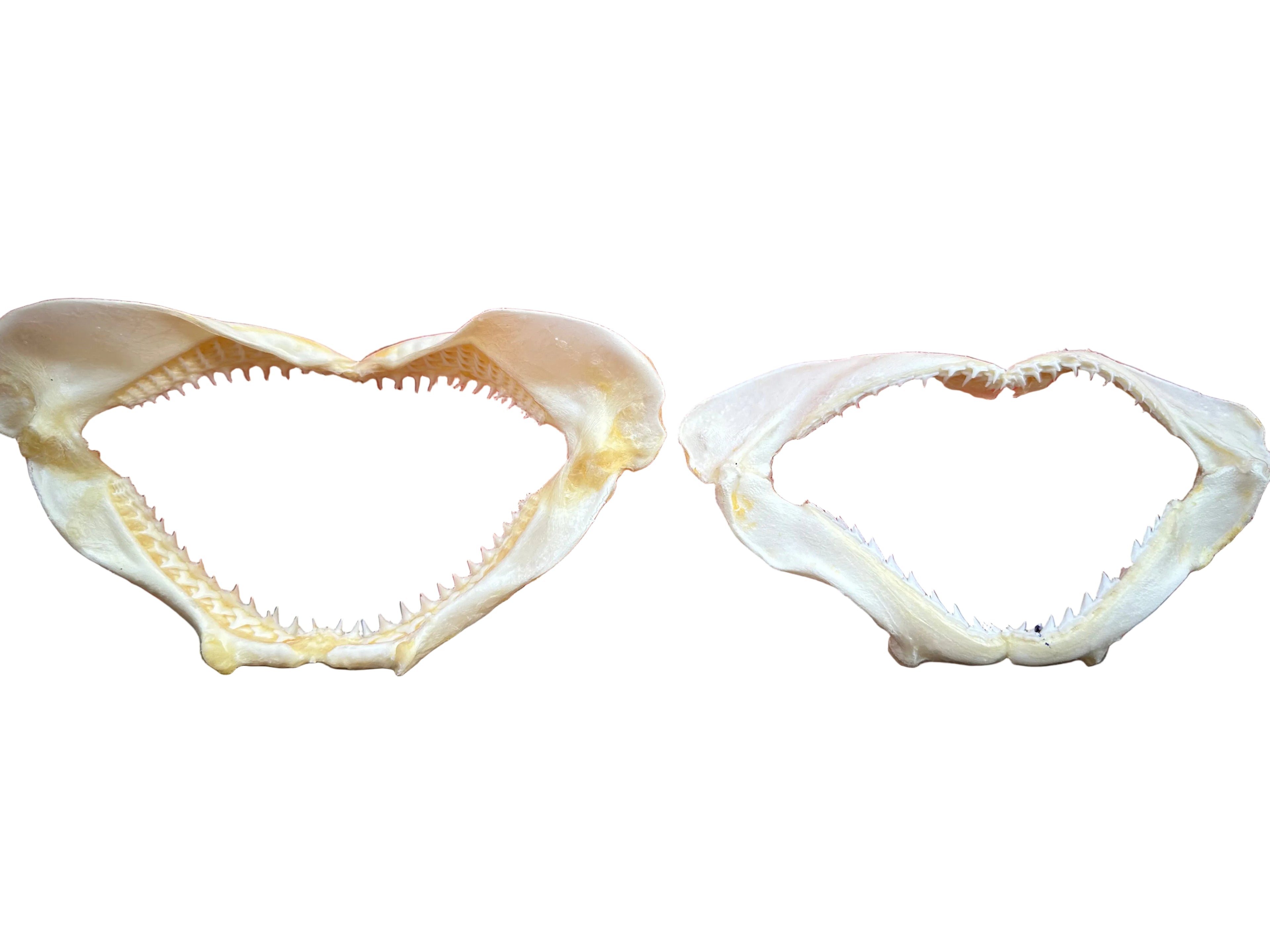 Shark Jaws Real Taxidermy