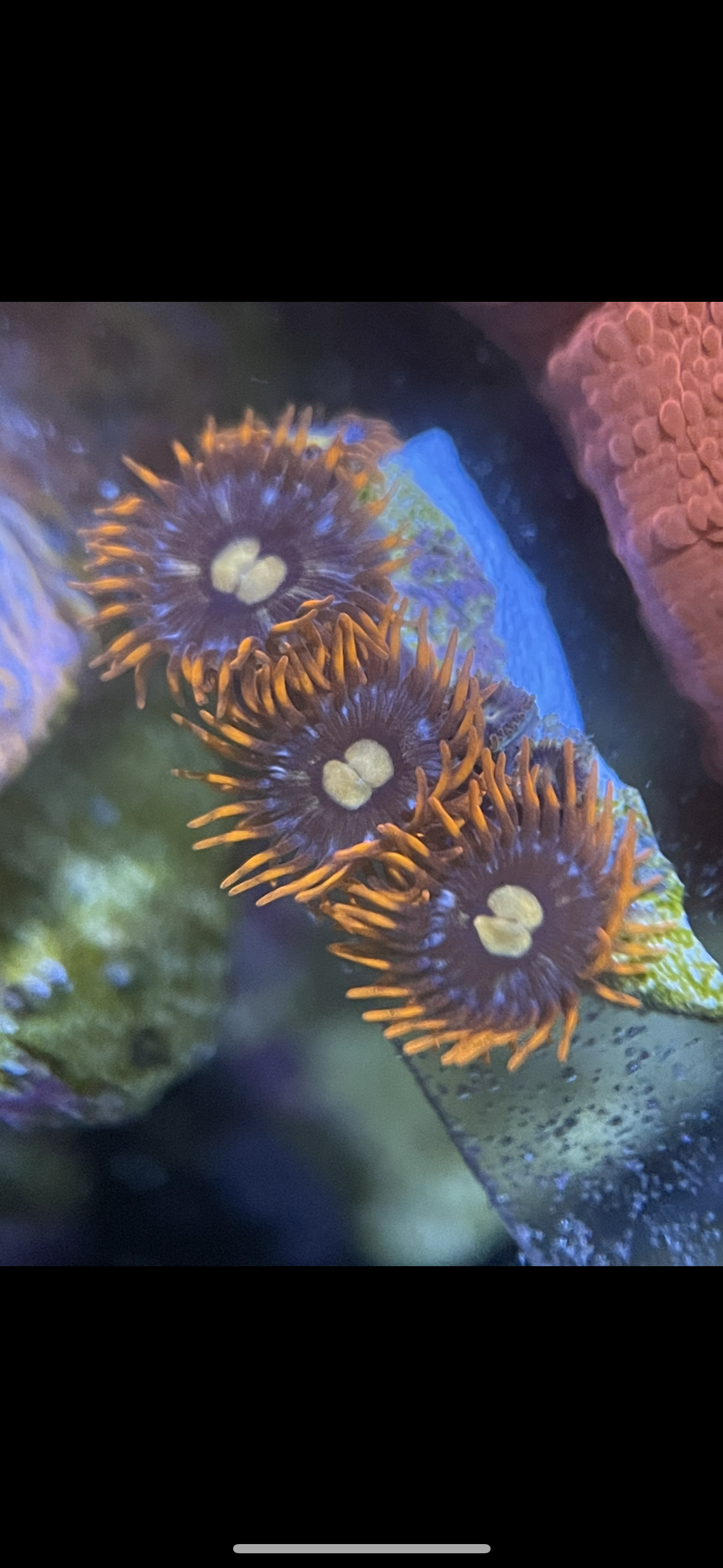 Fire and Ice Zoa Frag