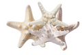 Knobby starfish bundle group on a white background