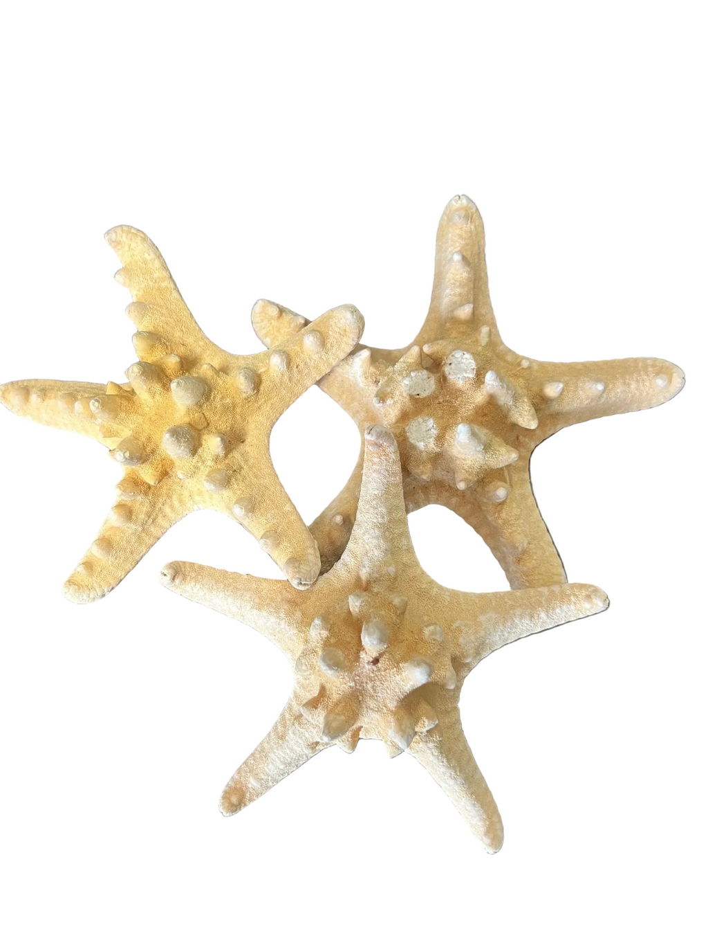 Armoured Knobby Starfish protoreaster nodosus