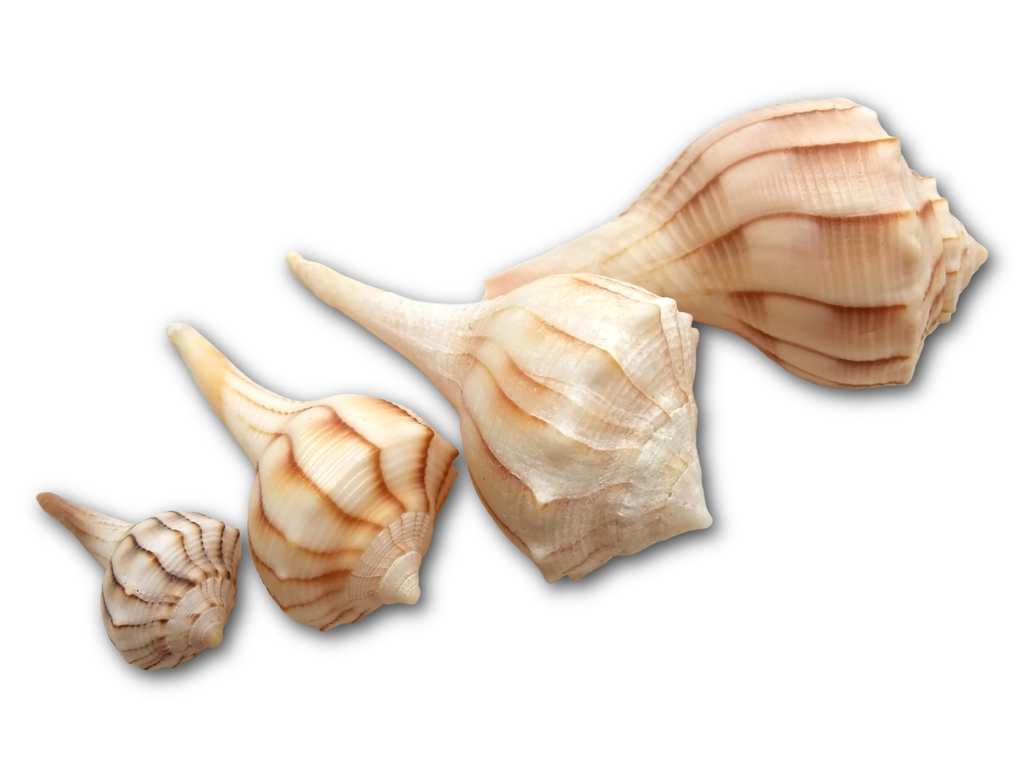 Lightning Whelk sinistrofulgur perversum