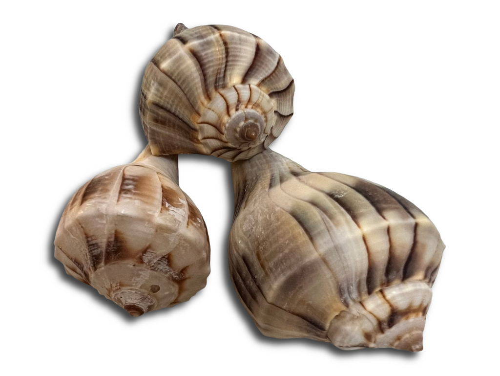 Lightning Whelk sinistrofulgur perversum