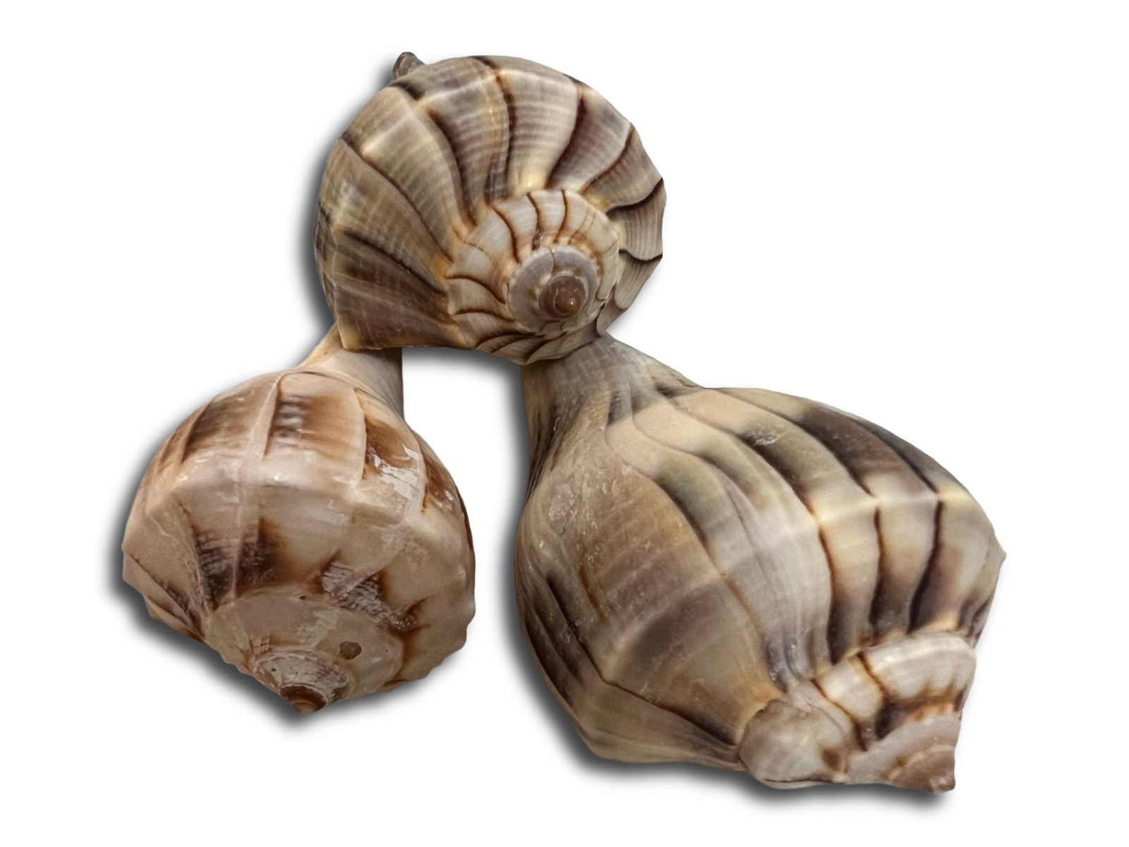 Lightning Whelk sinistrofulgur perversum